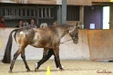 24-ApHC HIH_099